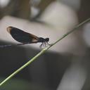 Image of Euphaea hirta