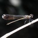 Image of Rhinocypha pelops