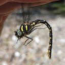 Image of Epiophlebia superstes