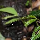 Image of Agriomorpha xinglongensis