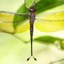 Image of Oligoaeschna