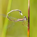 Image of Hemiphlebia mirabilis