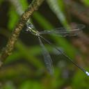 Image of Megalestes haui
