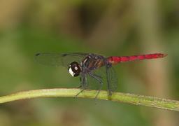 None
