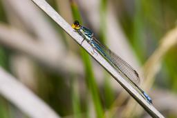 None