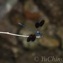 Image of Bayadera melanopteryx
