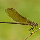 Image of Euphaea pahyapi