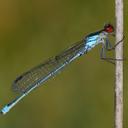 Image of Erythromma