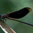 Image of Euphaea masoni