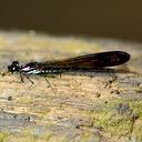 Image of Heliocypha biseriata