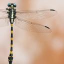 Image of Macrogomphus albardae