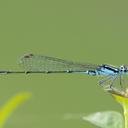 Image of Homeoura lindneri