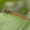 Image of Calicnemia erythromelas