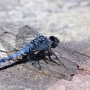 Image of Urothemis