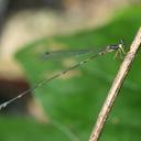 Image of Protosticta beaumonti