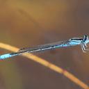 Image of Africallagma glaucum