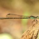 Image of Mortonagrion varralli
