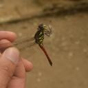 Image of Protorthemis celebensis