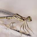 Image of Neosticta fraseri