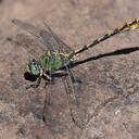 Image of Ophiogomphus arizonicus