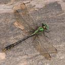 Image of Ophiogomphus mainensis