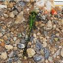 Image of Ophiogomphus spinicornis