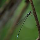Image of Protosticta pariwonoi