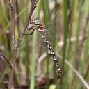Image of Austroaeschna speciosa