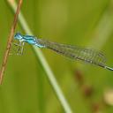 Image of Nehalennia irene