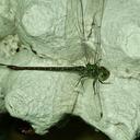 Image of Triacanthagyna satyrus