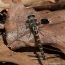 Image of Williamsonia lintneri