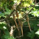 Image of Isoaeschna
