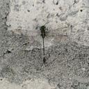 Image of Scalmogomphus guizhouensis