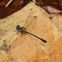 Image of Sinogomphus orestes