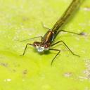 Image of Austrocnemis splendida