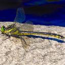 Image of Hagenius brevistylus