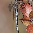 Image of Aeshna sitchensis