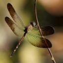 Image of Uracis fastigiata