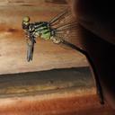 Image of Notogomphus spinosus