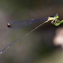 Image of Pericnemis kiautarum