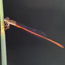 Image of Ceriagrion oblongulum