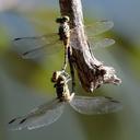 Image of Austrogomphus mjobergi