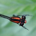 Image of Pseudagrion serrulatum