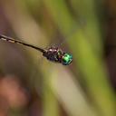 Image of Hemicordulia similis