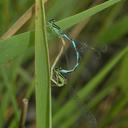 Image of Coenagrion ecornutum