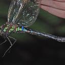 Image of Rhionaeschna joannisi