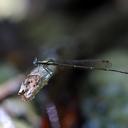 Image of Proplatycnemis malgassica