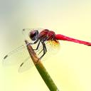 Image of Aethriamanta nymphaeae