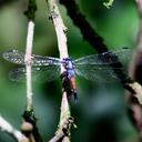 Image of Cannaphila mortoni