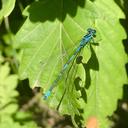 Image of Coenagrion ponticum